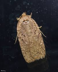 Attēlu rezultāti vaicājumam “Agonopterix ciliella imago”