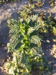 Attēlu rezultāti vaicājumam “Urtica urens”