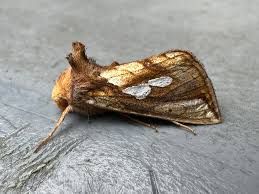 Attēlu rezultāti vaicājumam “Depressaria olerella imago”