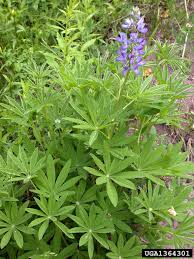 Image result for Lupinus polyphyllus Lindl.