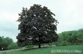 Attēlu rezultāti vaicājumam “Acer platanoides fo. schwedleri”