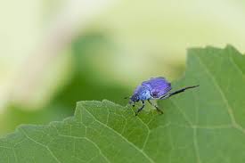 Attēlu rezultāti vaicājumam “Hoplia parvula”