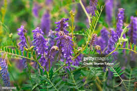 Attēlu rezultāti vaicājumam “Vicia cracca flower”
