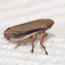 Attēlu rezultāti vaicājumam “Neophilaenus lineatus”