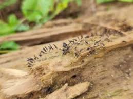 Attēlu rezultāti vaicājumam “Stemonitopsis amoena”