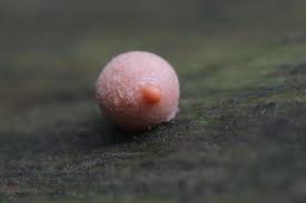 Attēlu rezultāti vaicājumam “Lycogala cf. oleocrystalliferum sessile”