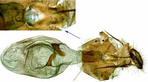 Attēlu rezultāti vaicājumam “Eucosma aspidiscana”