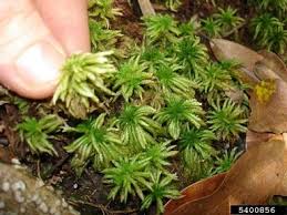 Attēlu rezultāti vaicājumam “Sphagnum wulfianum”