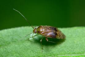 Attēlu rezultāti vaicājumam “Miridae”