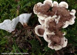 Attēlu rezultāti vaicājumam “Phellodon tomentosus”