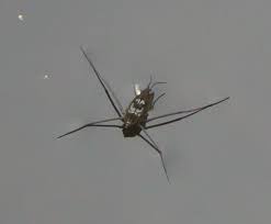 Attēlu rezultāti vaicājumam “Gerridae”