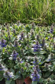 Attēlu rezultāti vaicājumam “Ajuga genevensis”