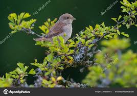 Attēlu rezultāti vaicājumam “Lanius collurio juvenile”