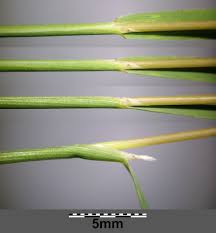 Attēlu rezultāti vaicājumam “Agrostis canina leaf”