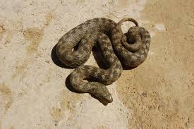 Attēlu rezultāti vaicājumam “Natrix natrix adult”