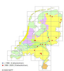 Attēlu rezultāti vaicājumam “Oligonema sp.”