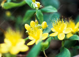 Attēlu rezultāti vaicājumam “Hypericum perforatum flower”