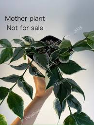 Attēlu rezultāti vaicājumam “Arenaria procera leaf”