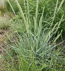 Attēlu rezultāti vaicājumam “Leymus arenarius”