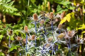 Image result for Alpendistel