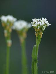 Attēlu rezultāti vaicājumam “Arabis hirsuta flower”
