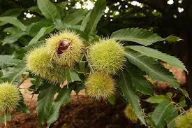 Attēlu rezultāti vaicājumam “Castanea sativa  leaf”