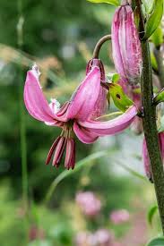 Image result for Lilium martagon `Chameleon`