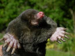 Attēlu rezultāti vaicājumam “Talpa europaea”