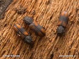 Attēlu rezultāti vaicājumam “Bitoma crenata”