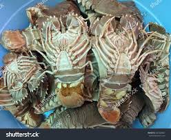 Image result for Scyllarides latus