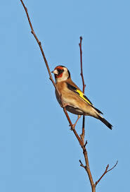 Attēlu rezultāti vaicājumam “Carduelis carduelis adult”
