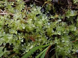 Attēlu rezultāti vaicājumam “Plagiomnium elatum”