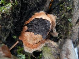 Attēlu rezultāti vaicājumam “Fuligo leviderma spores”