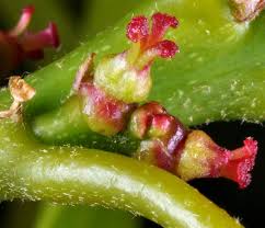 Attēlu rezultāti vaicājumam “Quercus rubra flower”