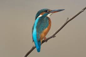 Attēlu rezultāti vaicājumam “Alcedo atthis”