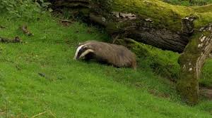 Attēlu rezultāti vaicājumam “Meles meles adult”