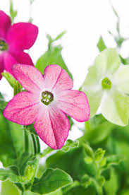 Attēlu rezultāti vaicājumam “Nicotiana tabacum flower”