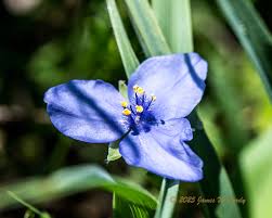 Attēlu rezultāti vaicājumam “Octosporella jungermanniarum”