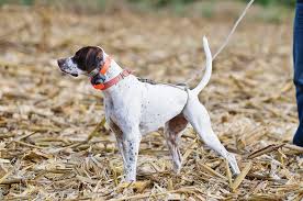 Image result for Pointers