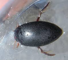 Attēlu rezultāti vaicājumam “Ilybius sp.”