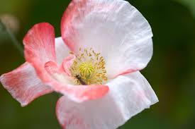 Attēlu rezultāti vaicājumam “Papaver rhoeas”