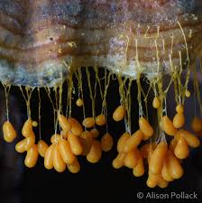 Attēlu rezultāti vaicājumam “Willkommlangea reticulata spores”