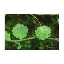 Attēlu rezultāti vaicājumam “Populus tremula leaf”