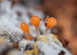 Attēlu rezultāti vaicājumam “Hemitrichia decipiens”