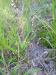 Attēlu rezultāti vaicājumam “Juncus nastanthus”