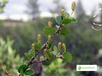 Attēlu rezultāti vaicājumam “Betula nana female flower”