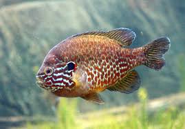 Image result for Lepomis gibbosus