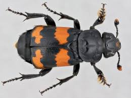 Attēlu rezultāti vaicājumam “Silphidae”