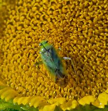 Attēlu rezultāti vaicājumam “Adelphocoris lineolatus imago”