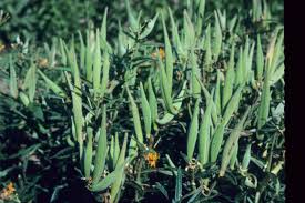 Attēlu rezultāti vaicājumam “Cribraria atrofusca stalked”